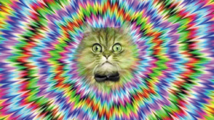 cat psychedelic